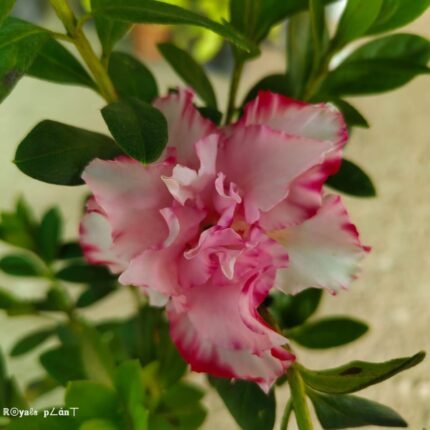 Verigated Azalea Flower Plant