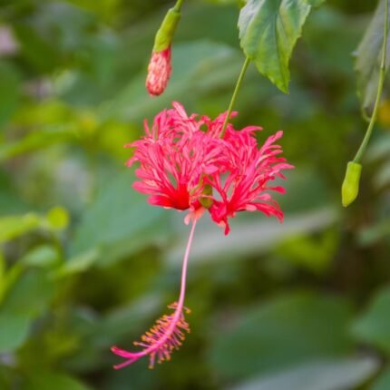 Spider Hibiscus Flower Plant (Jhumko Jaba)