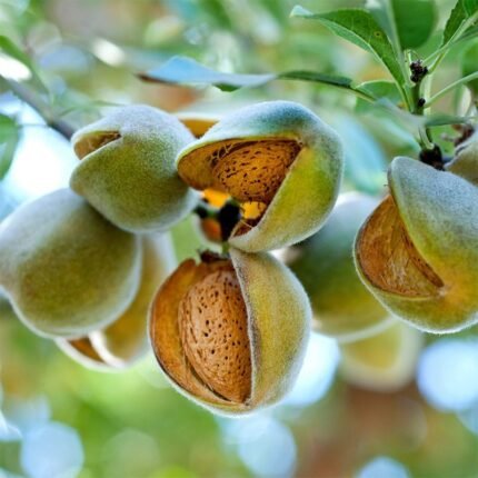 Thai Varitey Almond Plant