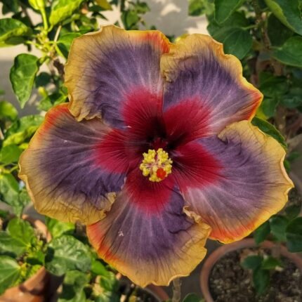 Australian Varitey-Grafted Hibiscus Flower Plant