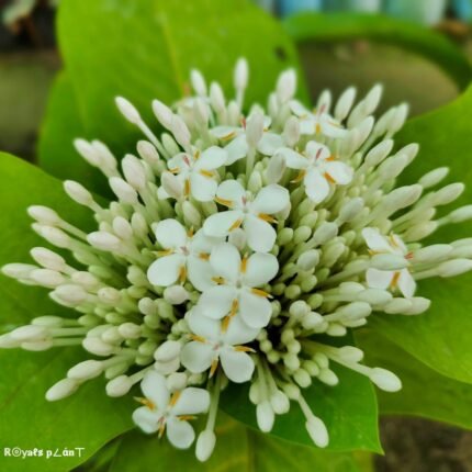 Thai Varitey Super Early Ixora Flower Plants - White