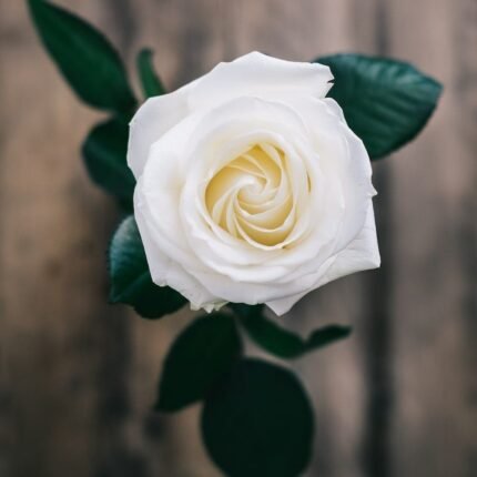Climbing Rose Flower Plant-White