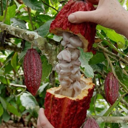 Cocoa - Chocolate Live Fruit Plant-Red