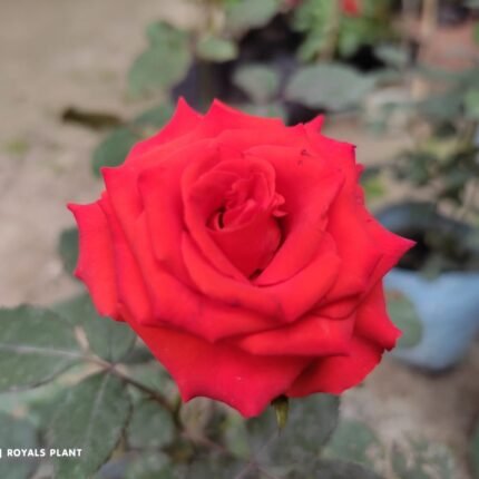 Climbing Rose Flower Plant - Red