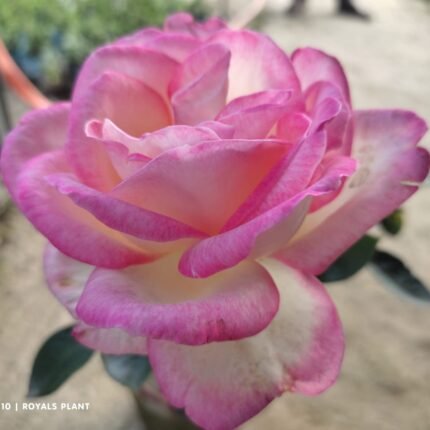 Princess Of Monaco Rose Flower Plant