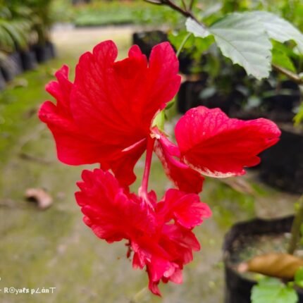 Double Decker Hibiscus Flower Plant - Red