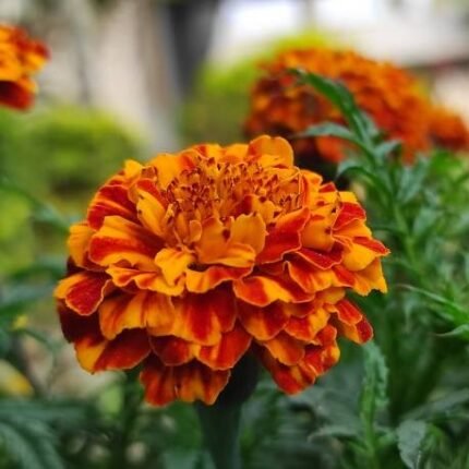 French Marigold (Red) - Red