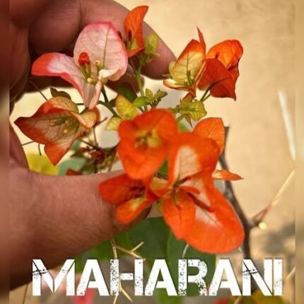 Maharani - Bougainvellia Grafted Flower Plant