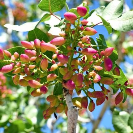 Pistachio (Grafted) - Live Fruit Plant