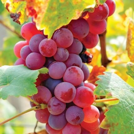 Thai Varitey Seedless Red Grapes Fruit Plant