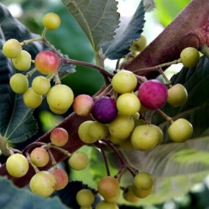Thai Varitey Phalsa Fruits Plant