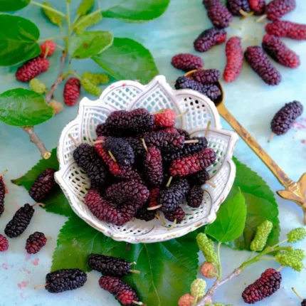 Kanva-2 Hybrid Mul-Berry Fruit Plant