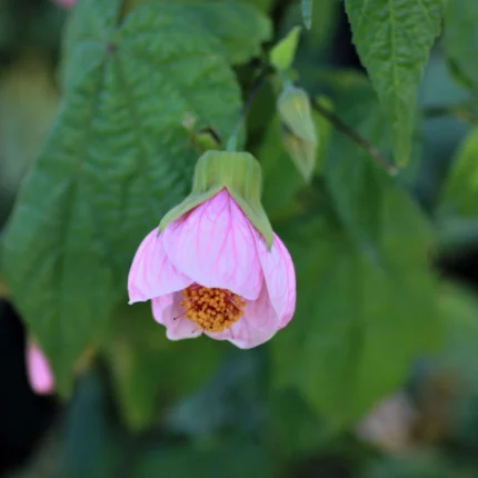 Pink Lantern Hibiscus Flower Plant