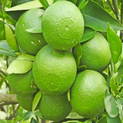 Bari -1 Sweet Malta Grafted Fruit Plant