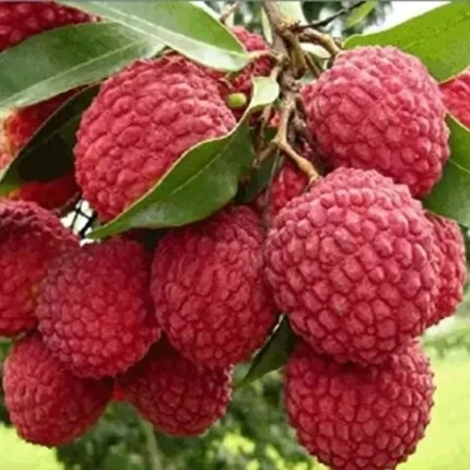 Muzaffarpur Shahi  Litchi Fruit Plant (Lychee)