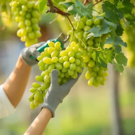 Thai Varitey Seedless Green Grapes Fruit Plant