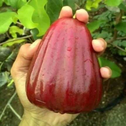 Dalhari Sweet Water Apple Grafted Fruit Plant